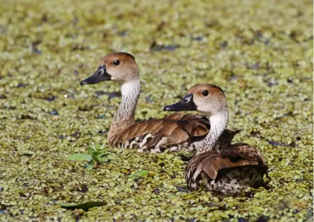Как испытать уникальную дикую природу побережья Карибского моря Коста-Рики