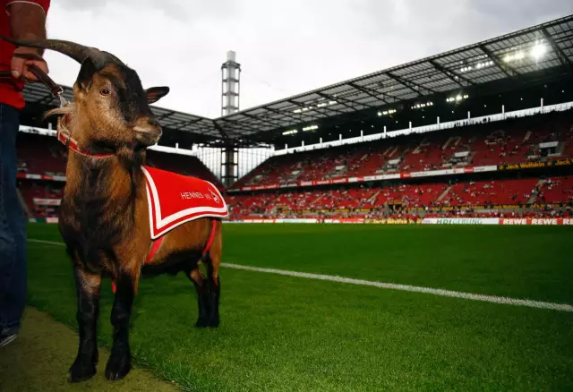 Почему талисман для köln fc - коза по имени hennes