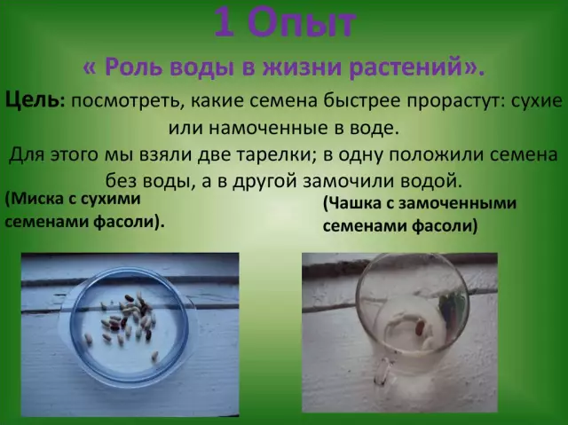 Роль воды в исламской архитектуре