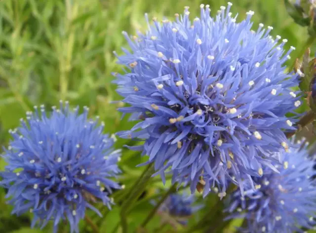 Голубые ночи дипиона