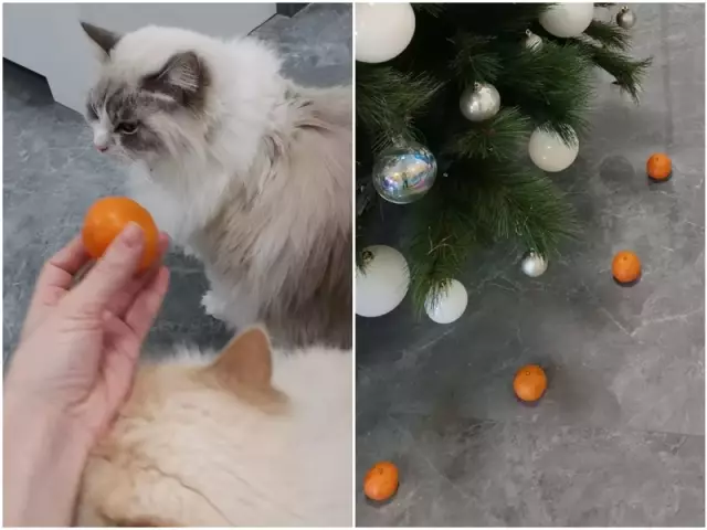 12 стереотипов, которые ненавидит каждый австралиец