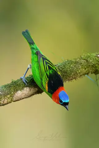 15 красивых бразильских птиц и где их найти