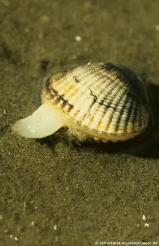 Как penclawdd cockle стал одной из самых популярных закусок в Уэльсе