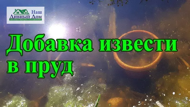 10 лучших ключевых пятен пирога извести в флориде