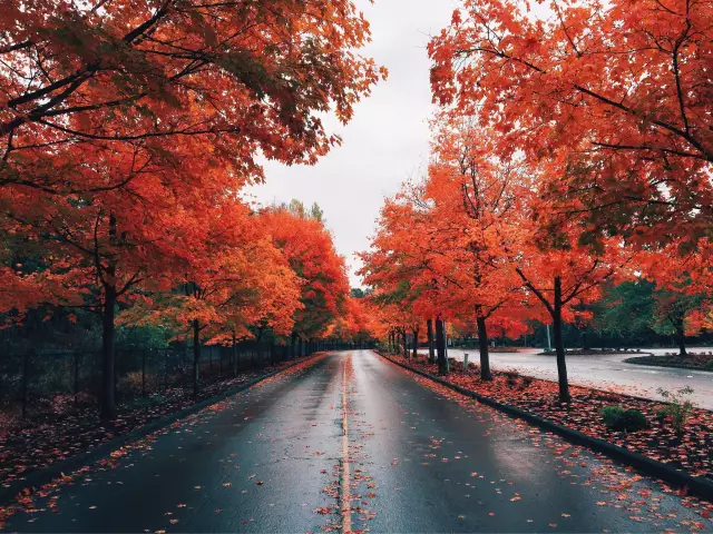 10 лучших ресторанов в renton, washington