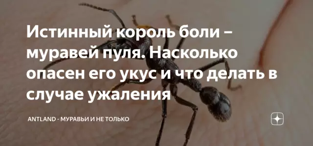 21 вещи, которые только истинный сан-францисканец будет делать