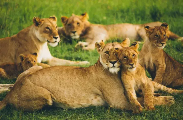 За кулисами - история самых маленьких кварталов Сан-Франциско