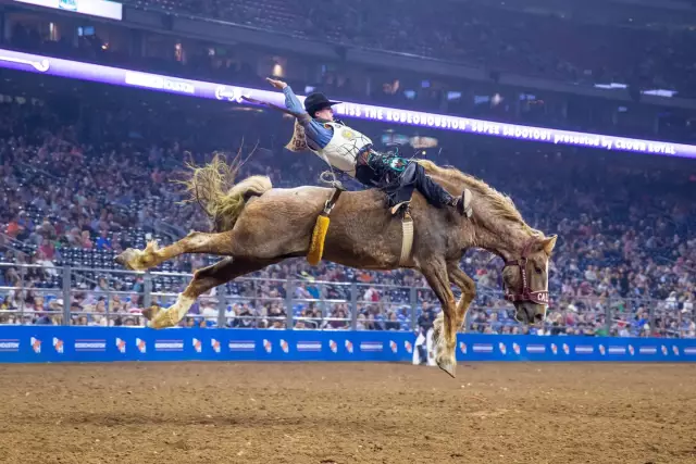10 лучших вещей, которые можно увидеть и сделать в houston rodeo