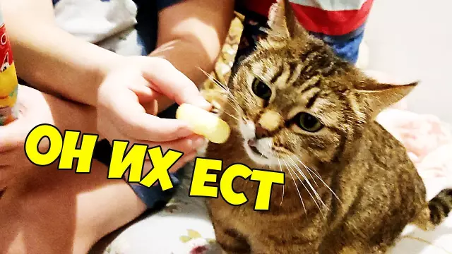 Удивительно ест: мясистые гамбургеры