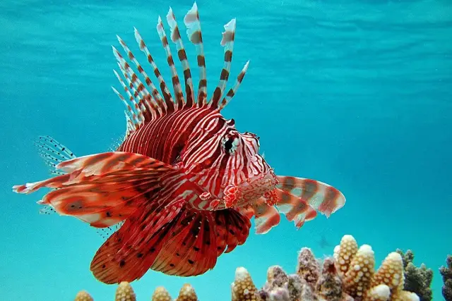 Лучшие уединенные берега Карибского моря