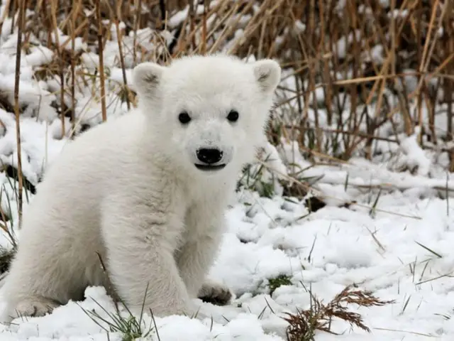 Белые медведи: близкие встречи пушных видов в Канаде
