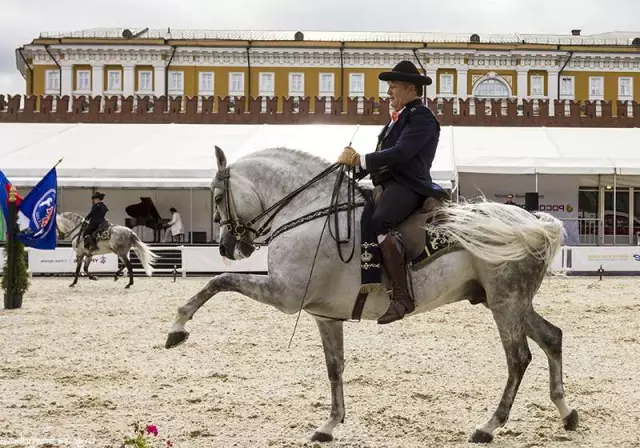 Лошади в Хересе: Королевская андалузская школа конного искусства