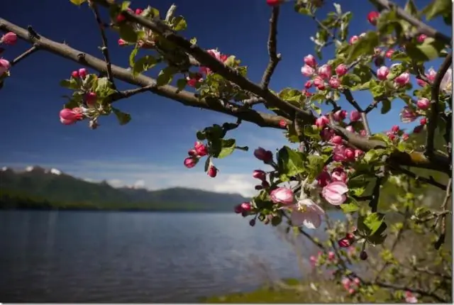 Цветущая пивная сцена Патагонии: ремесленное варево в неожиданных местах