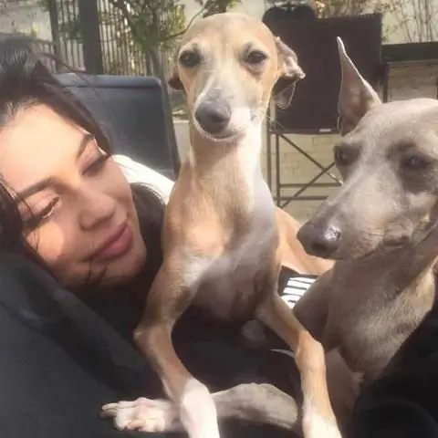 Лучший из путешествующих в Instagram домашних животных