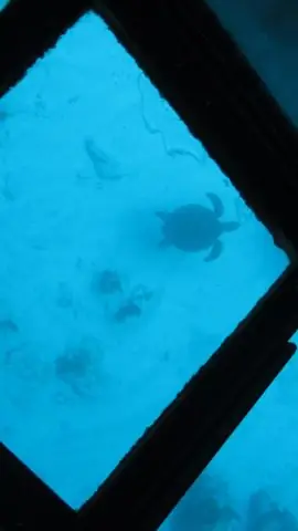 Сколько стоит попасть в Marineland Florida?