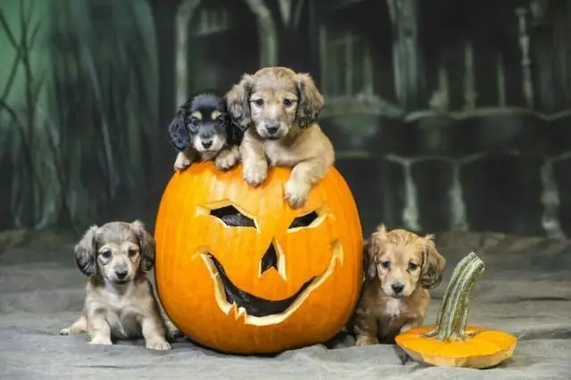 Разрешены ли собаки в Spirit Halloween?