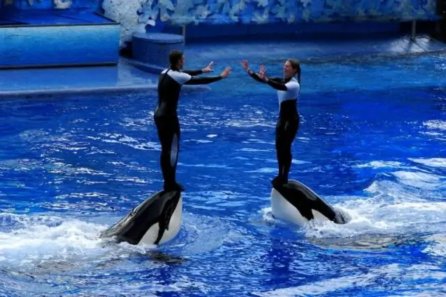 Что можно взять с собой в SeaWorld Orlando?