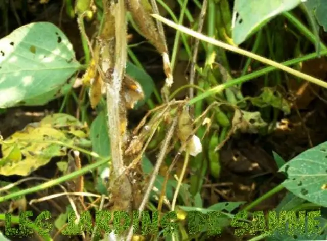 Корни лантаны инвазивны?