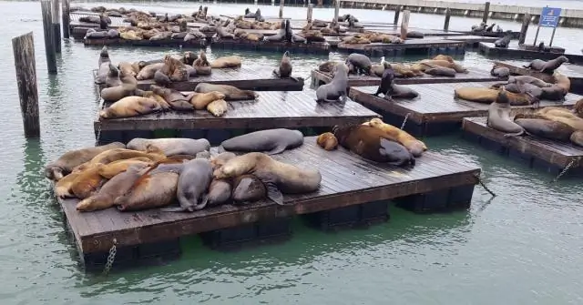 На пирсе 39 все еще есть тюлени?