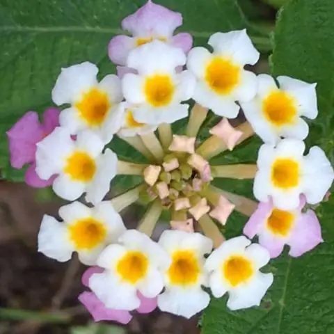 Можно ли использовать Miracle Grow на лантане?