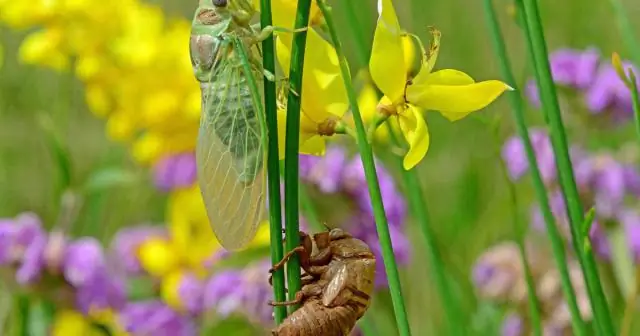 Как определить температуру цикады?