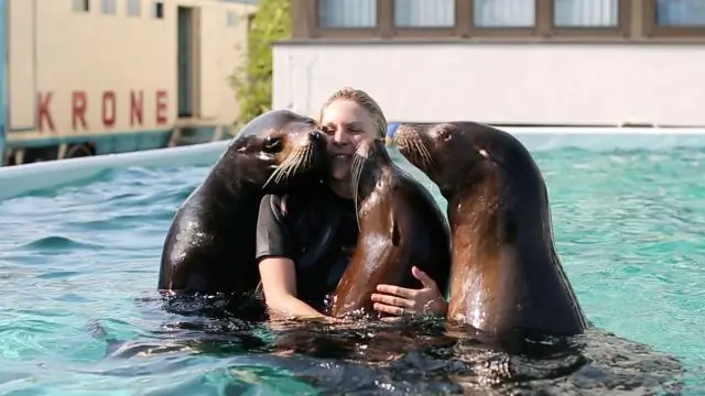 Опасны ли морские львы?