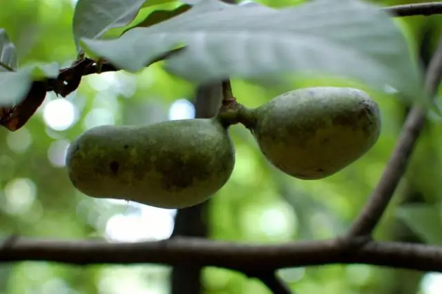 Какими фруктами известна Западная Вирджиния?