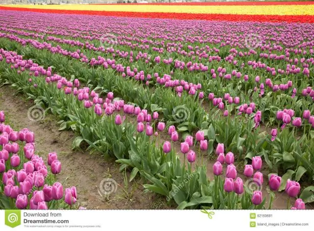 Тюльпаны все еще цветут в Ла Коннер?