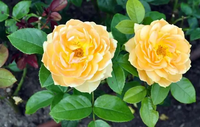 Что означают цвета роз?