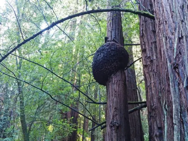 Пострадал ли Мьюир Вудс от пожаров?