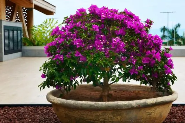 Можно ли выращивать бугенвиллию в Вирджинии?