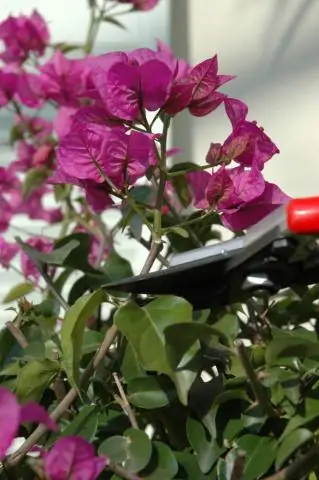 Как размножить бугенвиллию?