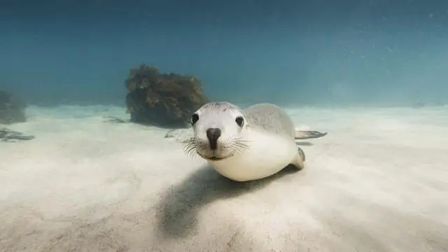 Есть ли в Австралии морские львы?