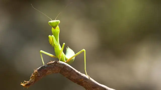 Что такое фестиваль черники?