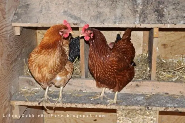 Почему Chick Fil A перестала продавать календари?