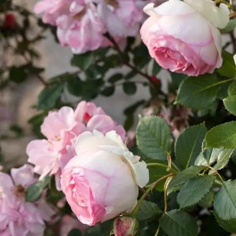 Почему роза ассоциируется с Марией?