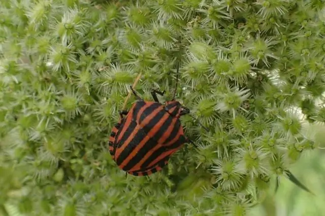 Почему мои паучьи растения умирают?