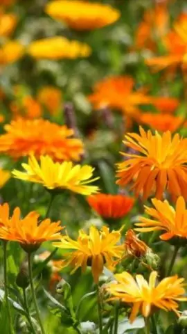 Что делать с бархатцами осенью?