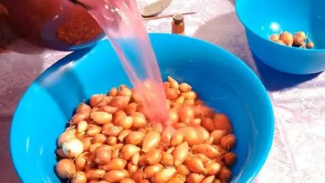 Стоит ли замачивать луковицы гладиолусов перед посадкой?