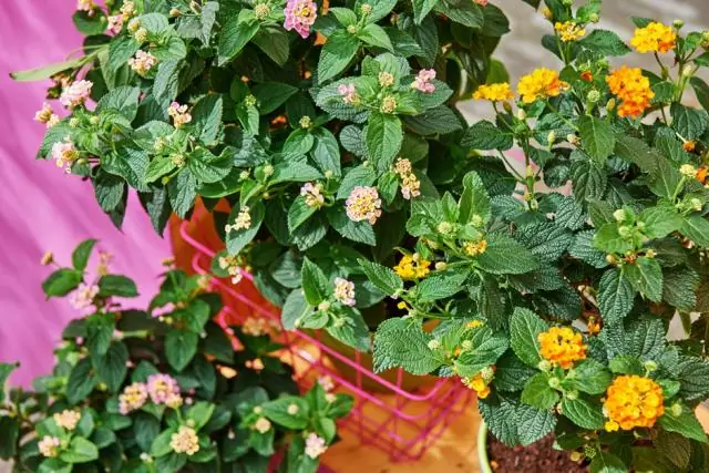 Должен ли я убить Лантану?