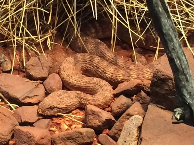 Есть ли карликовая лантана?