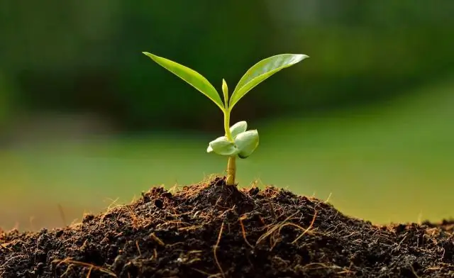 Как из листьев вырастают новые растения?