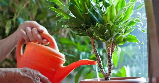 Как часто нужно поливать фасоль?