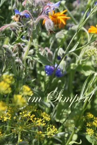 Как мне не дать насекомым съесть мои ноготки?