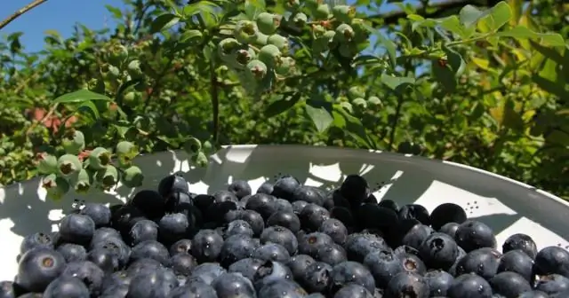 Есть черничное дерево?