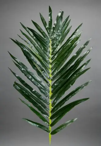 Какая форма листьев у пальмовой вайи?