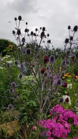 Можно ли использовать бугенвиллию в качестве срезанного цветка?