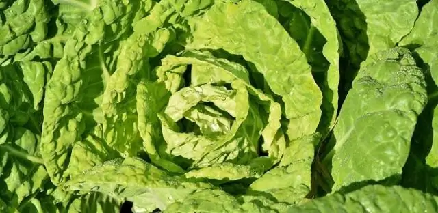 Откуда взялось словосочетание капуста и короли?