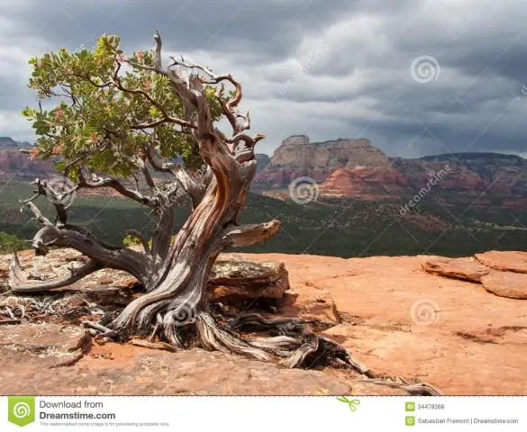 Что такое дерево манзанита?