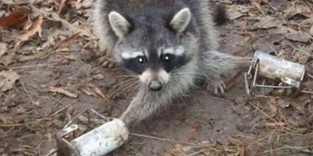 Какие инвазивные виды обитают в Нью-Джерси?